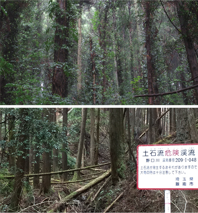 新建材の影響で放置された人工林