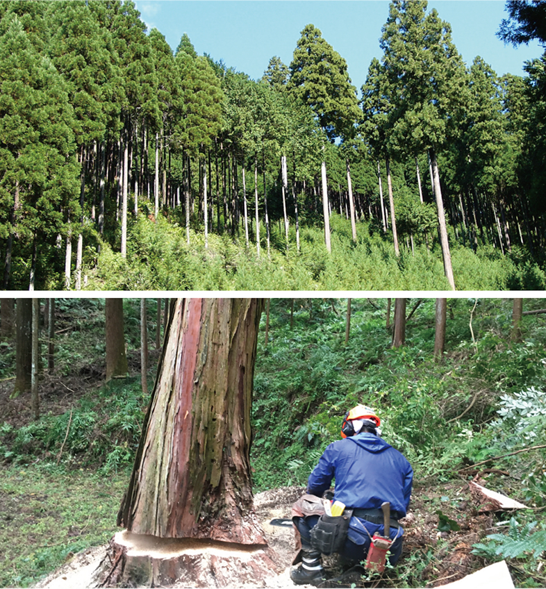 手入れされ人工林だが、出口が見えない